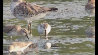 SpoonBilled Sandpiper Pak Thale Thailand 20240113 [upl. by Niko]