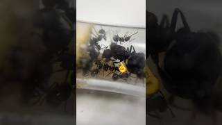 Nouvelle zone d’exploration pour mes fourmis araignées [upl. by Rot]