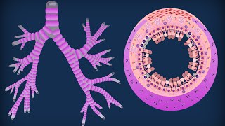 Trachea e bronchi [upl. by Viviane]