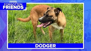 2yearold Belgian Malinois mix named Dodger has lived whole life at shelter  Forgotten Friends [upl. by Elburt776]