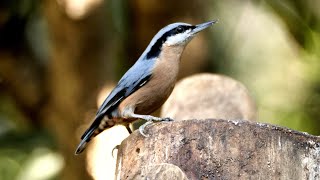 Whitetailed Nuthatch in India [upl. by Tizes21]