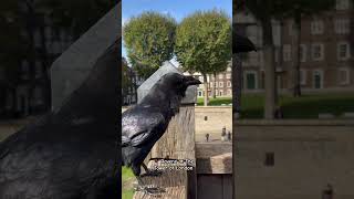 Ravens at The Tower of London london ravens toweroflondon birds history [upl. by Haletky]