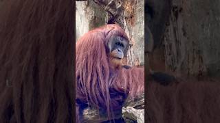 Bornean Orangutan  Singapore Zoo [upl. by Nosyt]