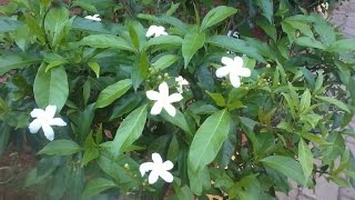 part 1  how to grow chandni tree from cutting how to grow Tabernaemontana divaricata tree [upl. by Tyler]