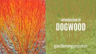 An Introduction to Dogwood  Gardening Express [upl. by Ronni]