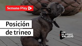 ¿Por qué un perro se arrastra sentado o de cola  Enrique Vallejo [upl. by Ydnil]