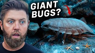 6 Craziest Deep Sea Creatures Ever Found [upl. by Noe732]