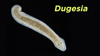 Phylum Platyhelminthes Part 2 FreeLiving Flatworms and the Problem With Turbellaria [upl. by Siva]