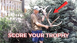 HOW TO Scoring an Elk Antler [upl. by Newmark]