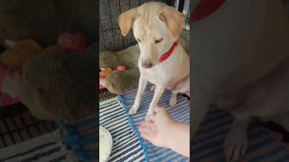 Maricho is a good dog 🐶 dog goldenretriever pets dogs asmrdog dogeating cutedogs doggielife [upl. by Anselm]