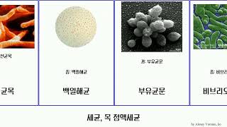 세균 목 점액세균 bacteria arthrobacter 소결핵균 할로모나스 아시네토박터 매독균 뿌리혹박테리아 흔들말 Trail 다이노코쿠스 비브리오 타이타닉 라디오듀런스 [upl. by Nepsa]