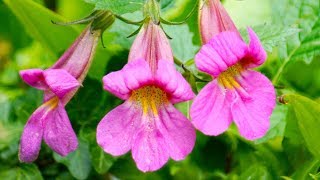 Rehmannia  the AntiDiabetic Neuroprotective TCM Herb [upl. by Oca559]