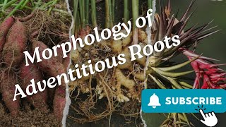 Morphology of Adventitious Roots Part 2 [upl. by Prudi]