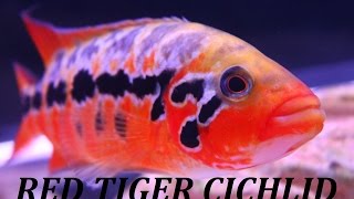 AMERICAN CICHLID RED TIGER MOTAGUENSE quotRTMquot FEMALE [upl. by Studley]