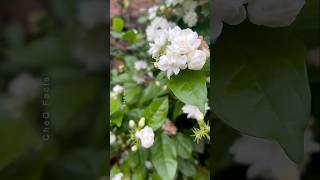 How to Grow Mogra Jasmine from Leaves 🌼 plants shorts gardening [upl. by Oetam774]