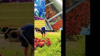 Palm oil process factoryhttpsyoutubecomcultivation1siwKjb1l6NR0JV5jz [upl. by Aimar320]