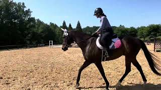 Tally Ho  9 yr 162h TB Gelding [upl. by Slerahc30]