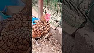 Kury sebrytki sebright chicken roosterkogut pieje birds aviary animals chicken sebright [upl. by Particia]