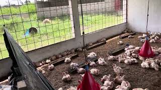 Poulailler de 1000 poulets de chaire 773256023 [upl. by Cecilius817]