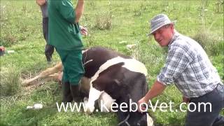 Milk Fever In Dairy Cow See How Veterinarian Doctor Helps By Examining It And Treating It [upl. by Aynor]