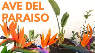 ave del paraíso planta cuidados Strelitzia reginae CHUYITO JARDINERO [upl. by Berty]