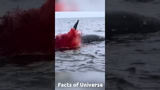 What happens when a whale carcass explodes Whale Dead Body Exploding whale [upl. by Slohcin700]