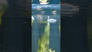 A Pair of Mute Swans Swims in a Hudson Valley Lake [upl. by Khai171]