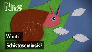 Schistosomiasis how does this neglected tropical disease spread  Natural History Museum [upl. by Dust]