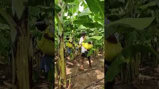 Banana farming  Fertilizer application  143514102626Urea  banana plants fruit shorts [upl. by Lalage]