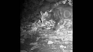 3 Cats 1 Rat  With Ratty the Resident Rodent returning his feline predators are on alert [upl. by Novahs]