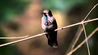 Brown Violetear  Colibri de Delphine [upl. by Belicia732]