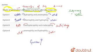 Mode of pollination of Ruppia maritima and Zea mays are [upl. by Kemble67]