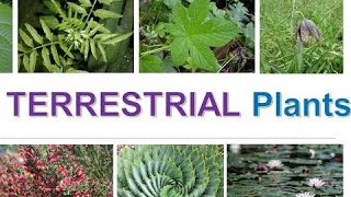 Terrestrial Plants  Types of Terrestrial Plants Science [upl. by Roz]