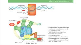 Binas tabellen  DNA replicatie transcriptie translatie [upl. by Donielle]