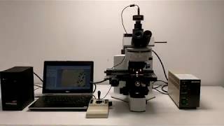 Olympus BX51 Fluorescence Motorized Microscope BOSTONIND  15823 Olympus [upl. by Ruyle]