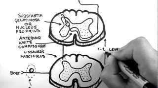 Spinal Pathways 3  Spinothalamic Tract [upl. by Rajiv]