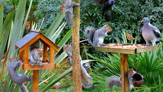 Cat TV for Cats to Watch Birds amp Squirrels on a Birdtable Videos for Cats to Watch [upl. by Sela]