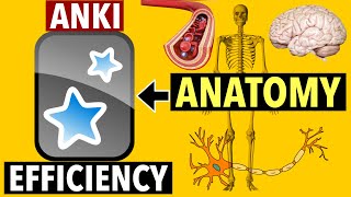 How to study ANATOMY efficiently with Anki  Distinction in Anatomy [upl. by Bernadene157]