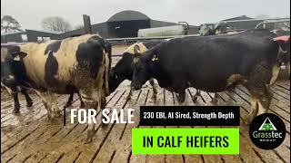 In Calf Heifers €230 EBI  AI Sired  Strength amp Depth [upl. by Sandler947]