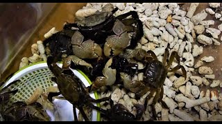 カブトムシをバキバキに解体してガンガン食うクロベンケイガニ Crabs eating beetle apart [upl. by Ongun]