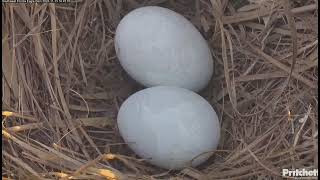 SWFL M15 delivers dinner for F23 closeup of eggs  1645 20241113 [upl. by Howlend]