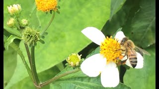 LA PLANTA ROMERILLO Y SUS BENEFICIOSTE SORPRENDERAS Y JAMAS VOLVERÁS A ARANCARLA DE TU JARDIN [upl. by Drud499]