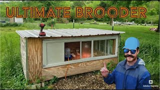 Simple Cheap Automated Chick Brooder [upl. by Jola]