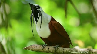 The Beautiful ThreeWattled Bellbird Courtship Song and Display [upl. by Macgregor61]