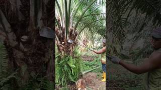 Palm oil production proces satisfying shorts [upl. by Cordula962]