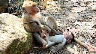 OMG Whats Adult Doing Very Little Baby Monkey Like this So Heavy Playing [upl. by Ettenil]