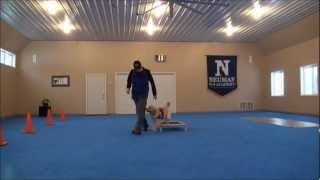 Nora Golden Retriever Dog Training Video [upl. by Almeeta]