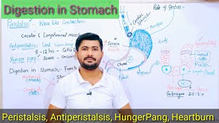 Digestion in Stomach  Peristalsis antiperistalsis Hunger Pang Fsc Biology [upl. by Eltsirc]