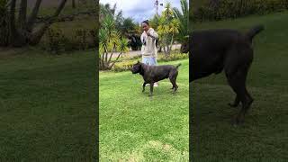 KAIRO EL MEJOR CANE CORSO DE COLOMBIA [upl. by Earej]