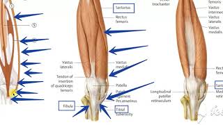 Sartorius muscle [upl. by Anitac]